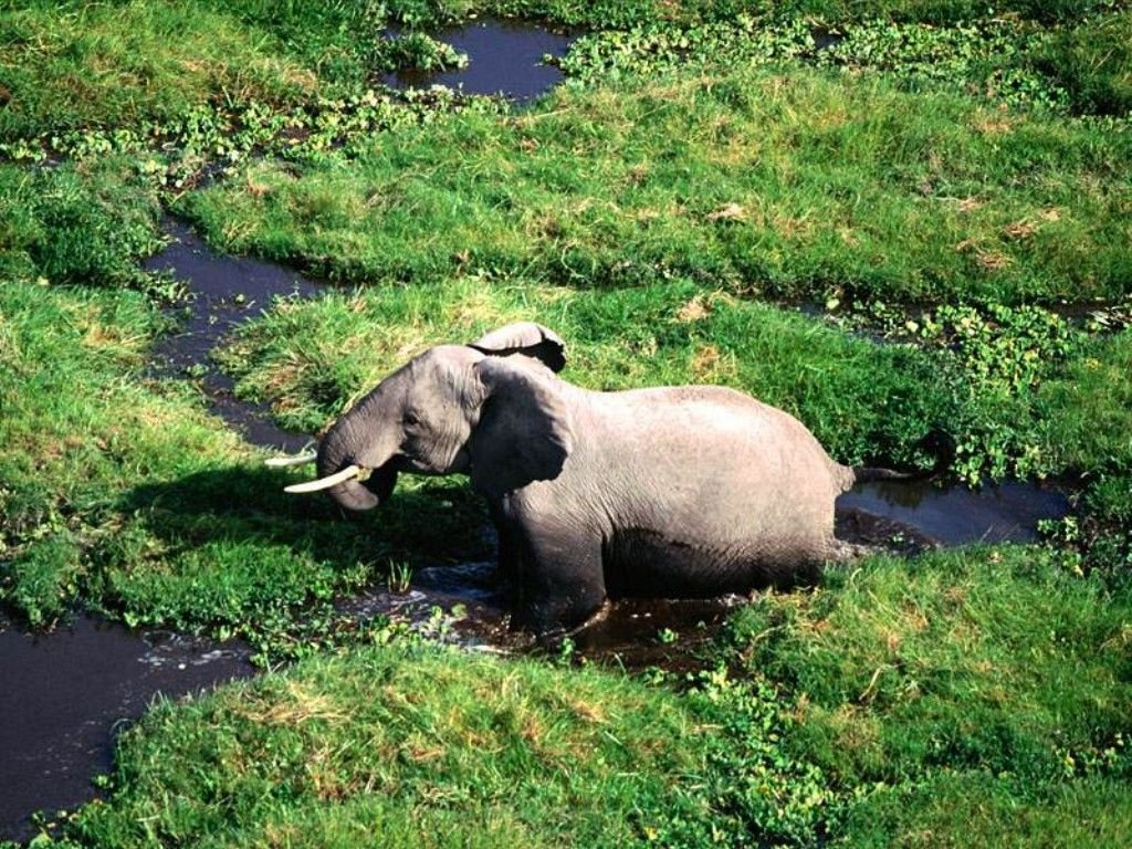 Elephants - 027